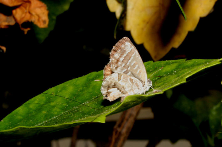 Cacyreus marshalli